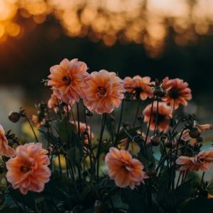 Meet your Posher, Cameron